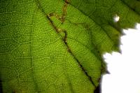 Stigmella floslactella