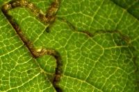 Stigmella floslactella