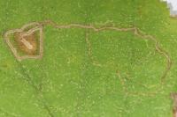 Stigmella microtheriella