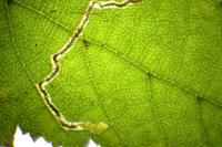Stigmella microtheriella