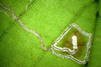 Stigmella microtheriella