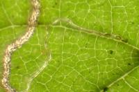 Stigmella microtheriella