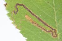 Stigmella ulmivora