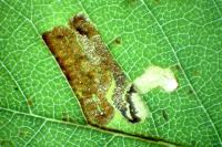 Stigmella ulmivora