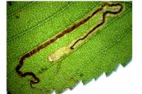 Stigmella ulmivora