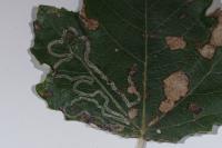 Phyllocnistis xenia