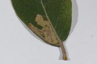 Stigmella salicis