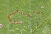 Bucculatrix ulmifoliae