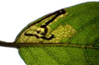 Stigmella salicis