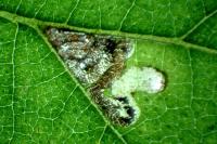 Stigmella viscerella