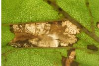Phyllonorycter rajella