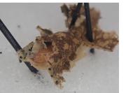 Phyllonorycter rajella