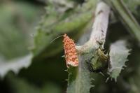 Lozotaeniodes formosana
