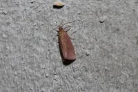 Celypha rosaceana