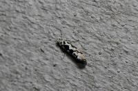 Ypsolopha sequella