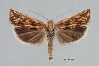 Pelochrista infidana