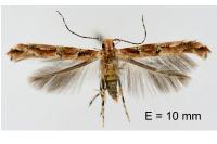 Anatrachyntis badia