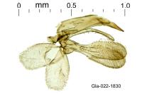 Anatrachyntis badia