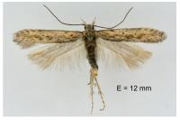 Scrobipalpula psilella