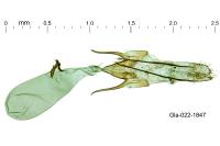 Scrobipalpula psilella