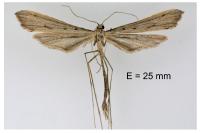 Agdistis meridionalis