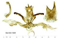 Agdistis meridionalis