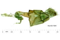 Agdistis meridionalis