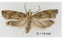 Acroclita subsequana