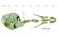 Crocidosema plebejana