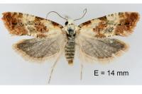 Phtheochroa fulvicinctana