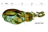 Phtheochroa fulvicinctana