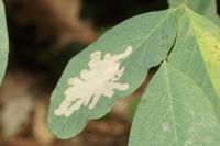 Parectopa robiniella