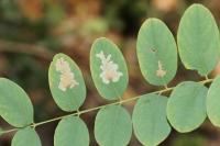 Parectopa robiniella
