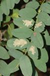 Parectopa robiniella