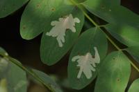 Parectopa robiniella