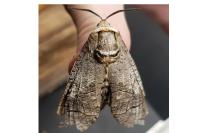 Cossus cossus