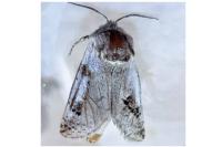 Parahypopta caestrum