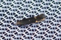 Aproaerema anthyllidella