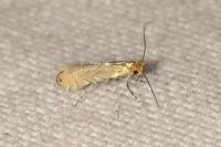 Phyllonorycter messaniella
