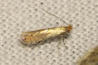 Phyllonorycter messaniella