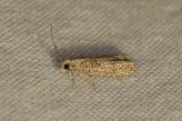 Acroclita subsequana