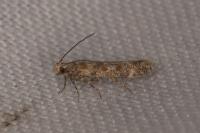 Scrobipalpa