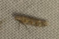 Scrobipalpa
