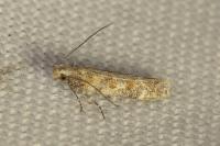 Scrobipalpa