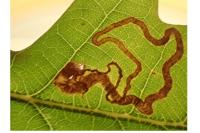 Stigmella basiguttella