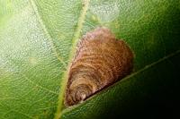 Tischeria dodonaea