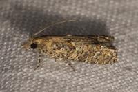 Acroclita subsequana
