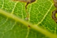 Stigmella basiguttella