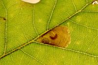 Tischeria dodonaea