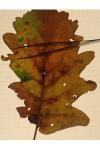 Ectoedemia quinquella
